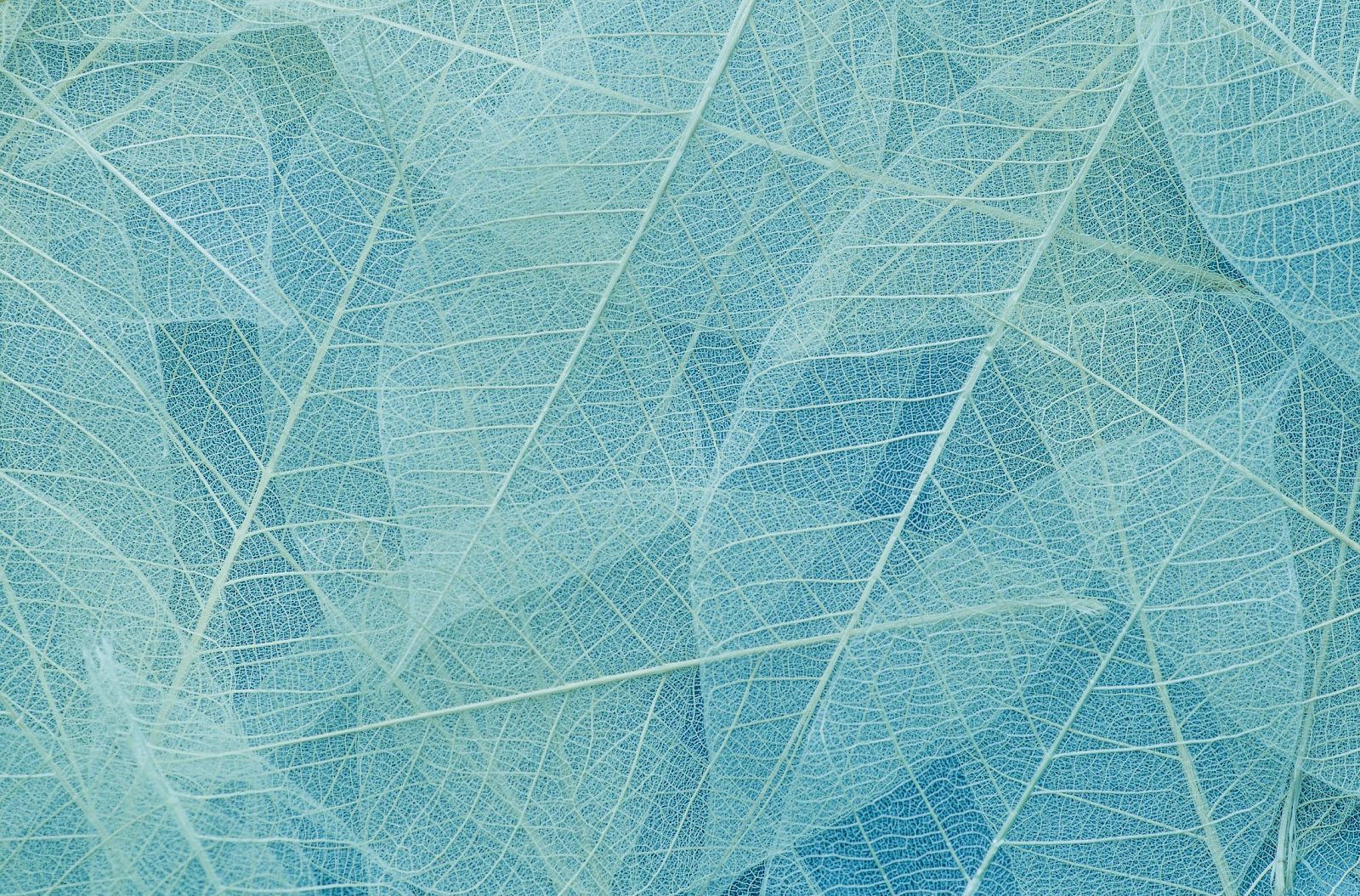 A collection of translucent blue leaves with visible veins overlapping each other, creating an intricate pattern.