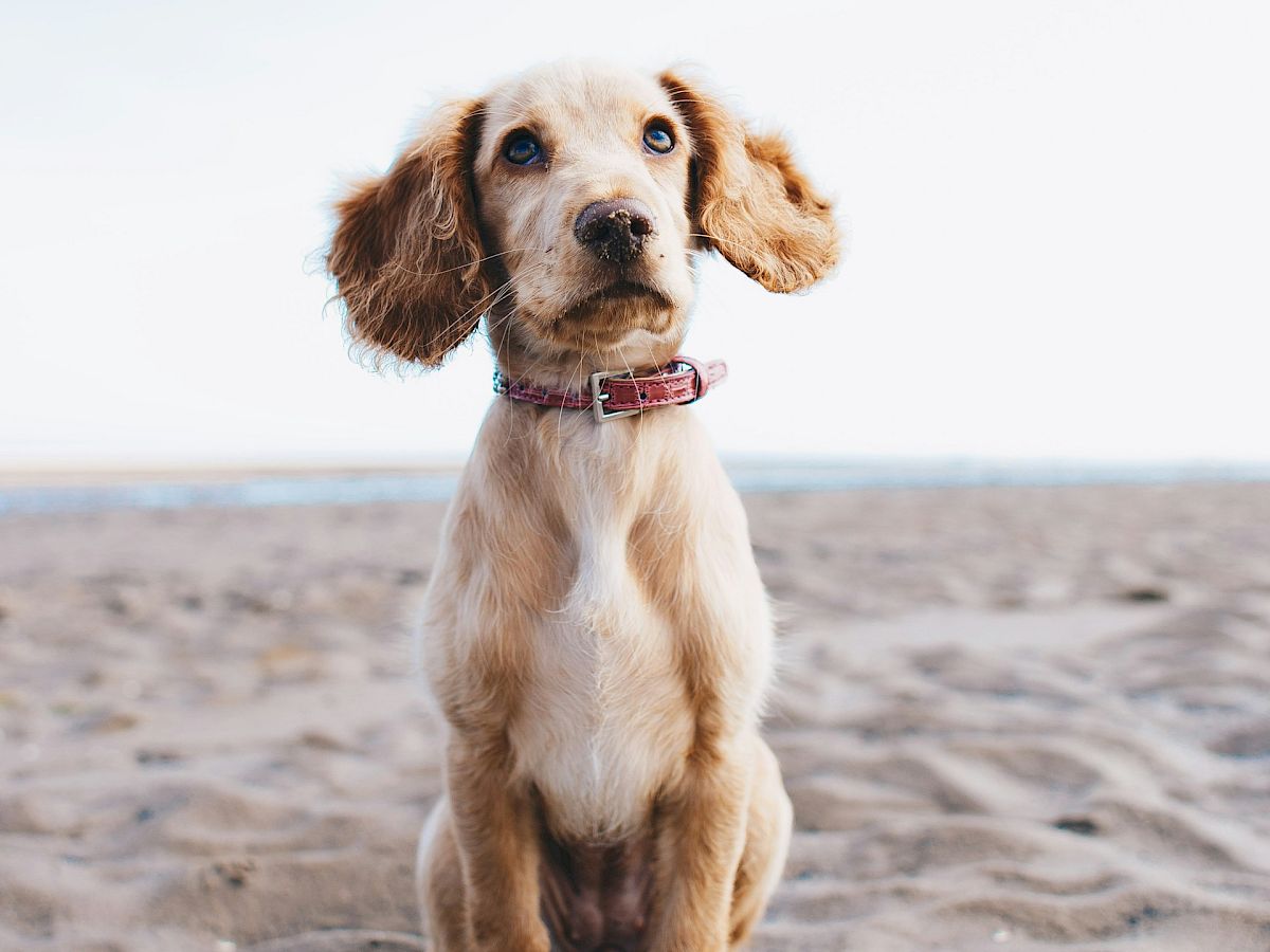 A cute puppy with floppy ears sits on a sandy beach, looking curiously ahead under a clear blue sky.