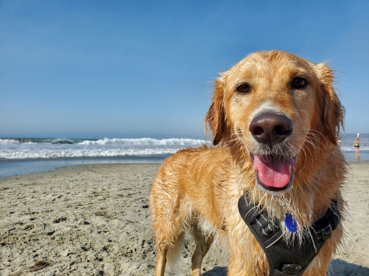 A happy dog on a sandy beach with waves in the background, wearing a harness and looking at the camera.
