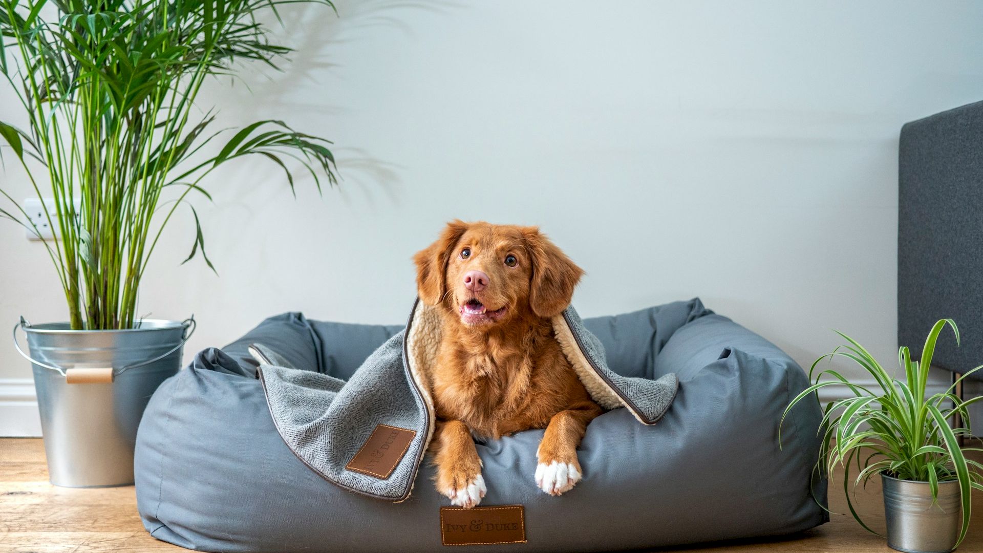 A fluffy brown dog sits happily in a cozy gray dog bed, wrapped in a blanket, indoors with potted plants nearby.