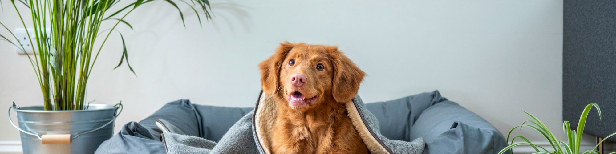 A fluffy brown dog sits happily in a cozy gray dog bed, wrapped in a blanket, indoors with potted plants nearby.