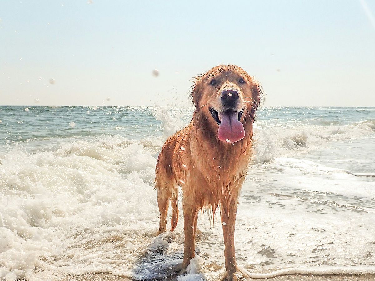 A happy golden retriever stands in shallow surf, waves splash around, sunlit water, beach scene, dog looks at camera with tongue out.